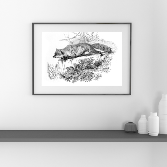 Reproducción Fine Art Zorro Antiguo en Papel De Archivo Sin Oba