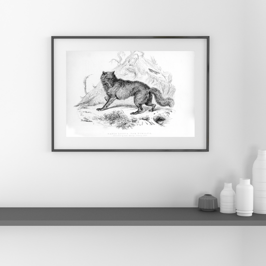 Reproducción Fine Art Lobo Antiguo en Papel De Archivo Sin Oba