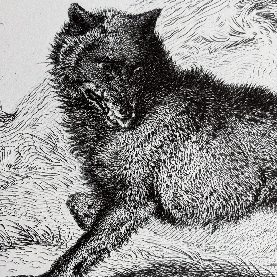 Reproducción Fine Art Lobo Antiguo en Papel De Archivo Sin Oba